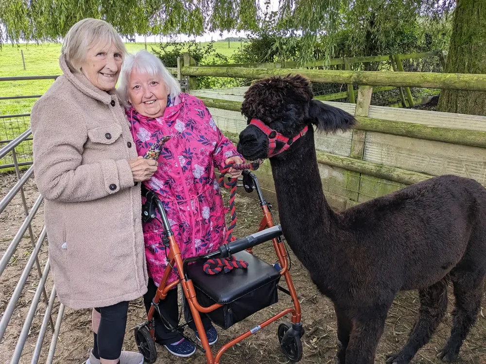 Residents were able to get up close and personal with the alpacas in Shaftesbury
