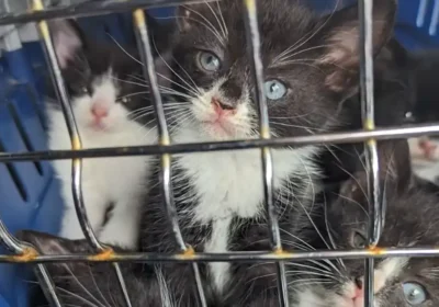 Kittens abandoned in Derbyshire. Picture: RSPCA