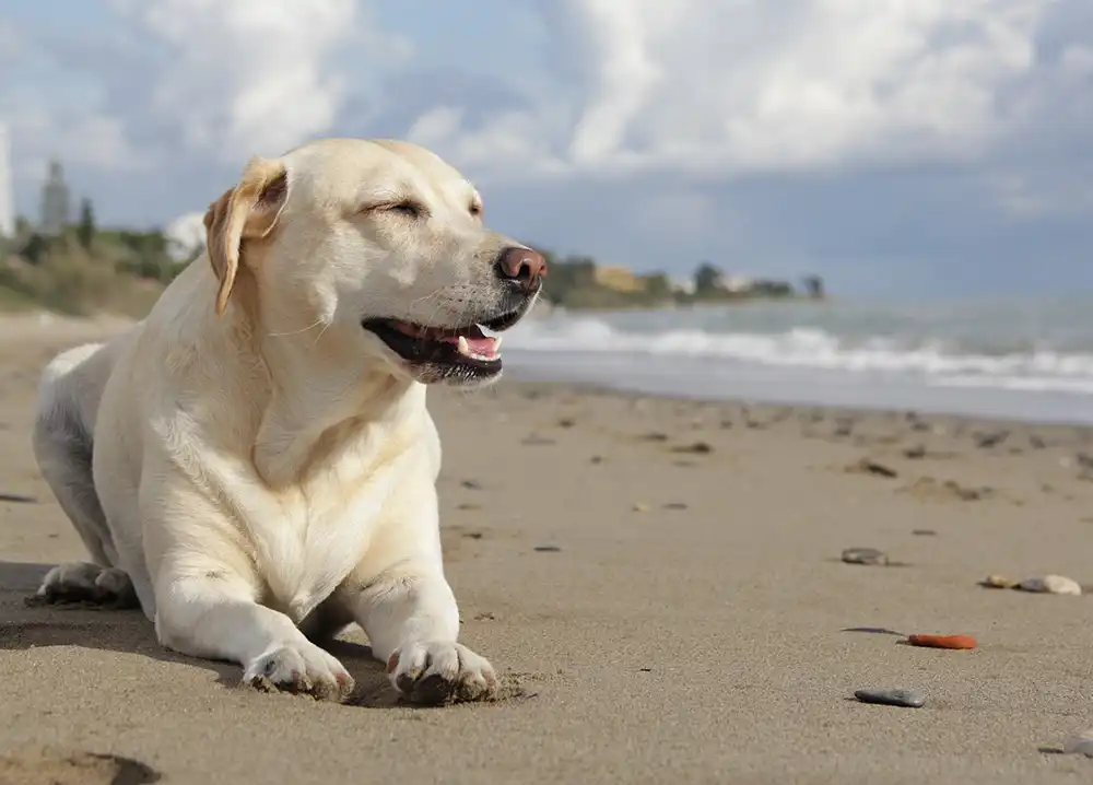 Dogs are banned from certain beaches and public spaces in Dorset
