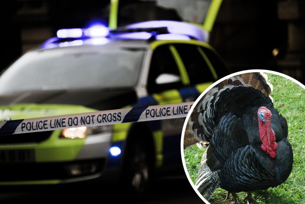 Live turkeys were stolen from a farm in the Dottery area, near Bridport