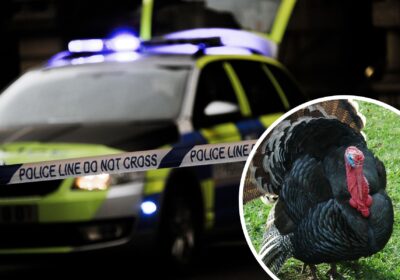 Live turkeys were stolen from a farm in the Dottery area, near Bridport