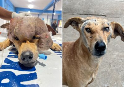 Biggie pre- and post-surgery, after being rescued in India by the Worldwide Veterinary Service, based in Wimborne, Dorset. Pictures: WVS
