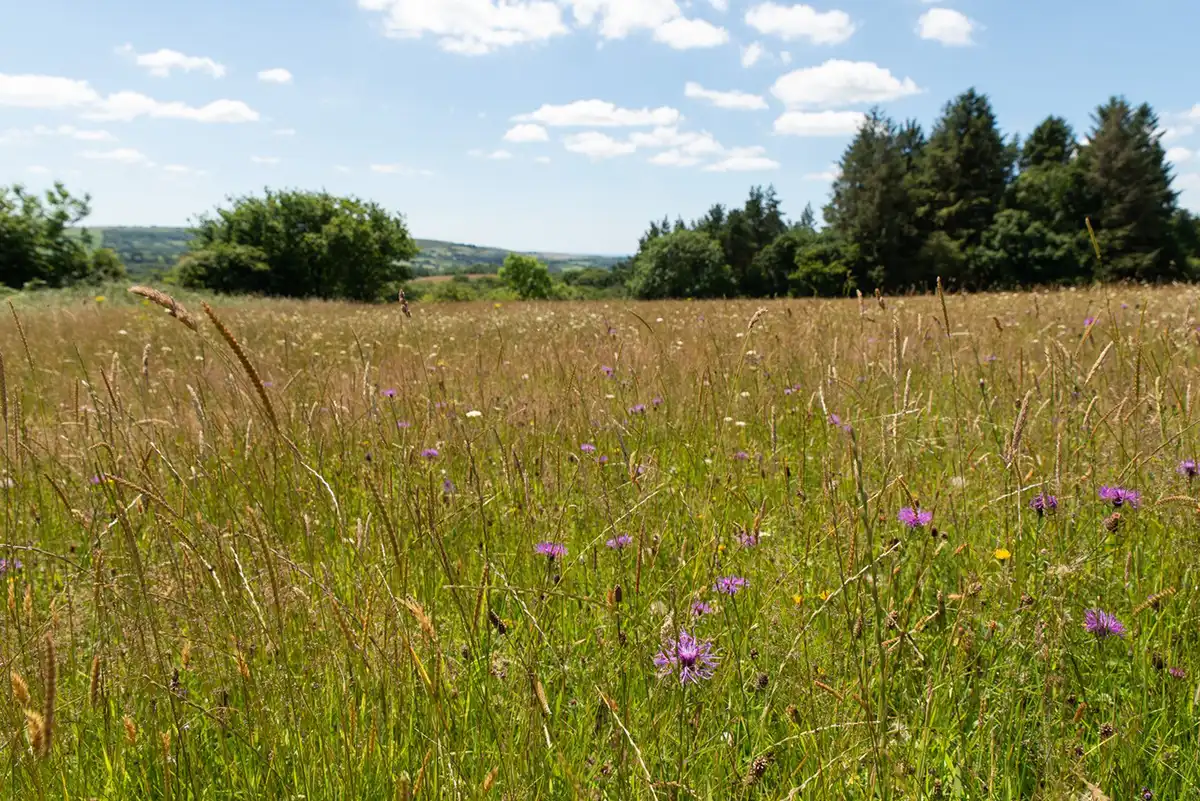 Pictures by Sam Rose