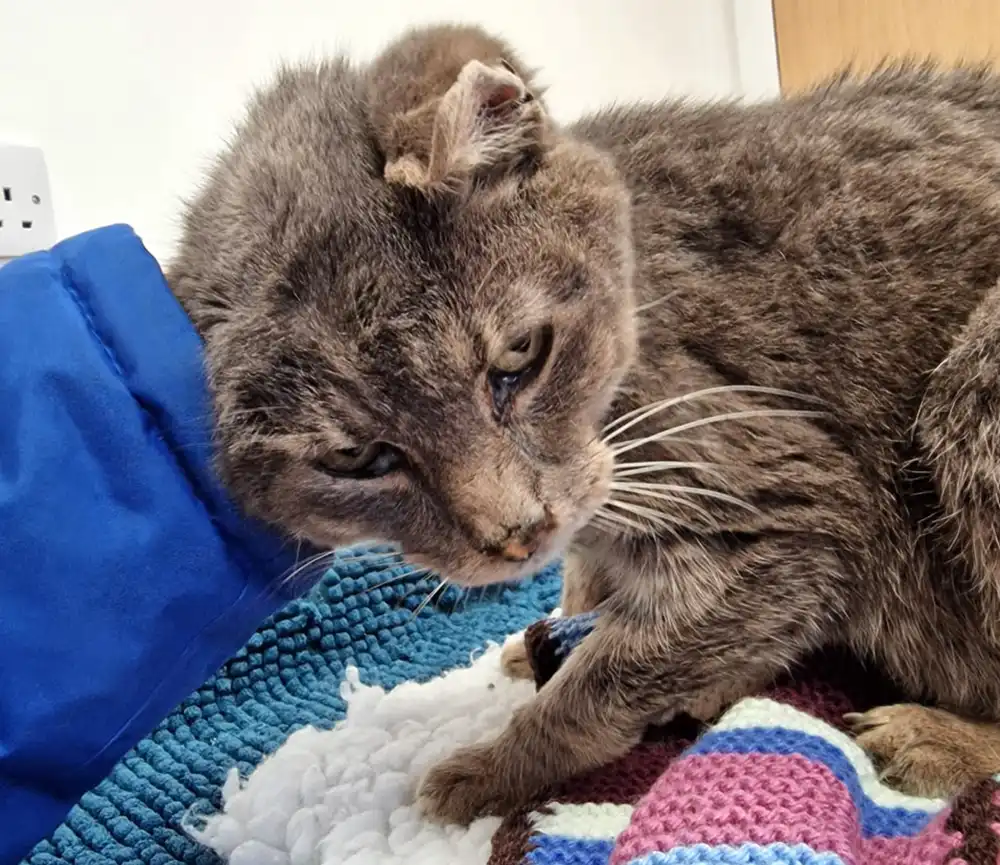 Captain was taken to Wells Vets, where he received a heartbreaking diagnosis