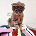 Captain was found and cared for by Cats Protection