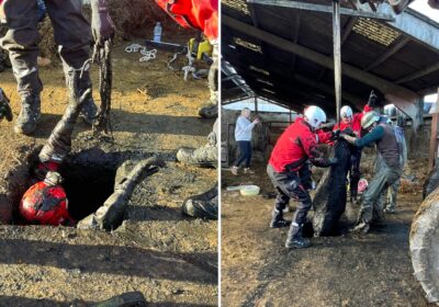 Crews battled to save the cows. Pictures: Dorchester Fire Station