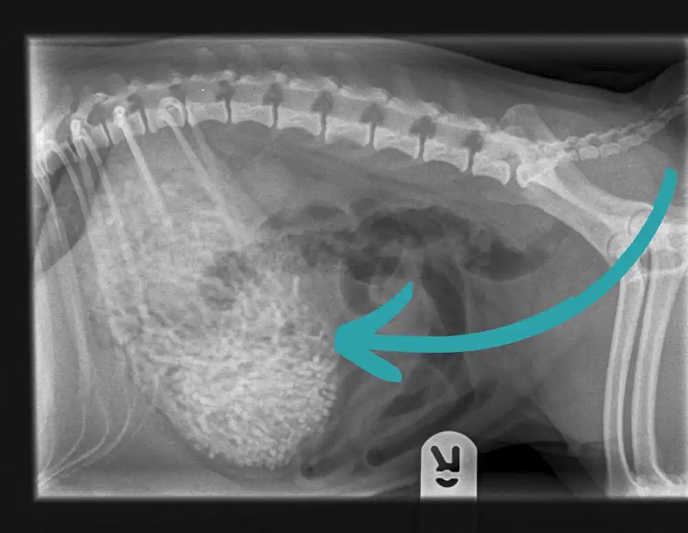 X-rays showed an unusual shape in Ham's tummy. Picture: Newton Clarke