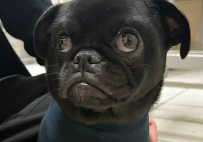 Ham went to Newton Clarke Vets in Sherborne as she was unwell. Picture: Newton Clarke