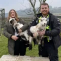 Margoat and Robbie with owner Alice, and PC Sebastian Haggett. Picture: Dorset Police