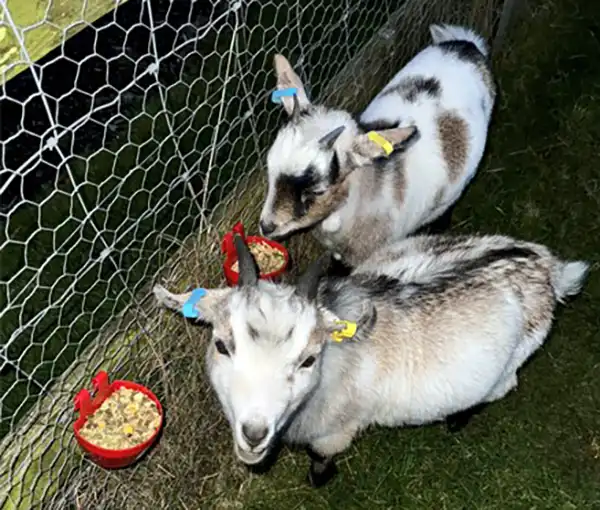 Margoat and Robbie were taken on Thursday night, January 11. Picture: Dorset Police