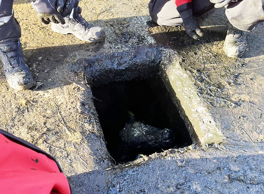 A cow pokes its head out from the underground slurry pit at a farm in Puddletown. Picture: Dorchester Fire Station
