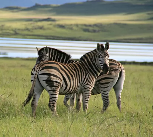 Zebras in Drakensberg. 