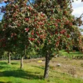The orchards at Dowding's will welcome visitors this weekend