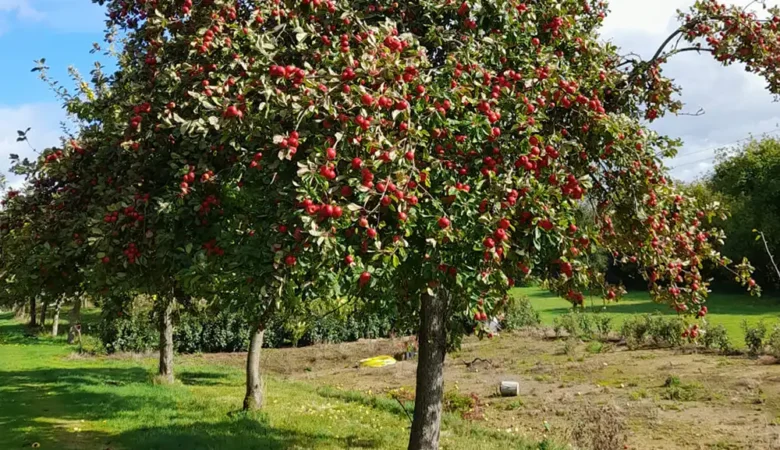 The orchards at Dowding's will welcome visitors this weekend