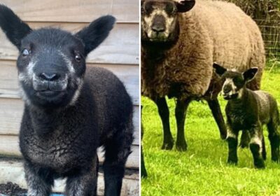 These cute lambs were stolen from a farm near Bridport before Easter. Pictures: Dorset Police