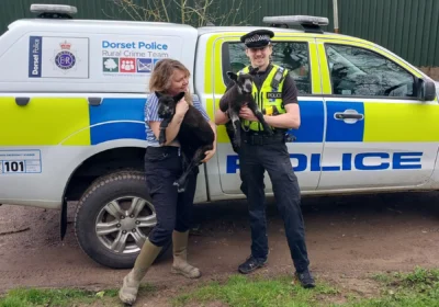 The stolen lambs are back on the farm near Bridport - with improved security. Picture: Dorset Police