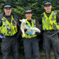Dorset Police officers with the recovered lamb. Picture: Dorset Police