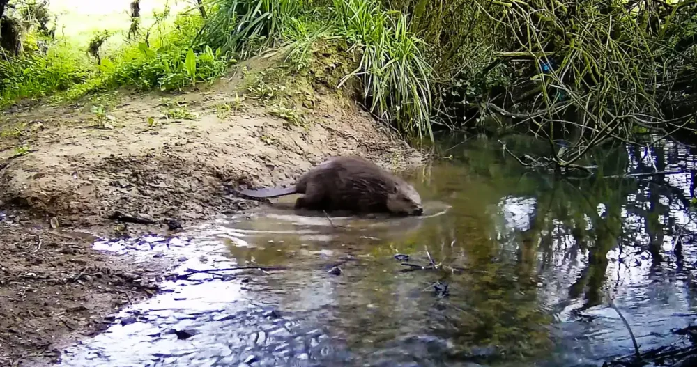 Wild beavers have returned to a part of Somerset being rewilded. Picture: Heal