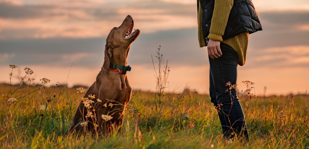 Secured spaces such as the one proposed offer opportunities for dog training