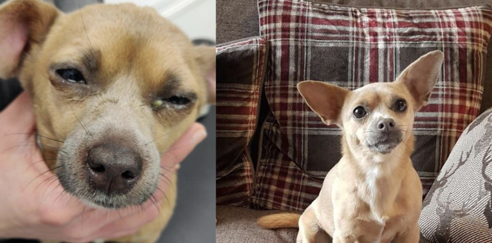 Dolly is thankfully living a much better life following her abuse Picture: RSPCA