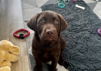 Robin is being trained in Dorset Picture: Guide Dogs