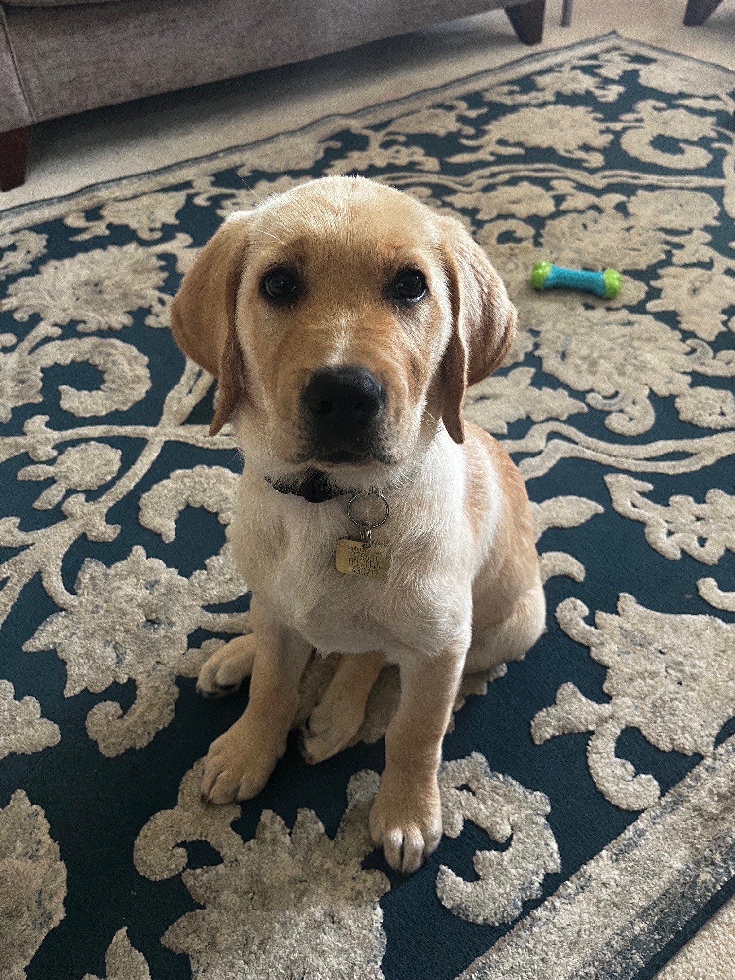 Vesper is a Labrador cross golden retriever Picture: Guide Dogs