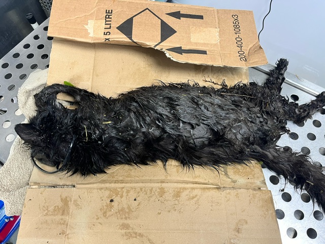 The cat was found alongside fly-tipped rubbish in Bats Lane, Dorchester. Pictures: RSPCA