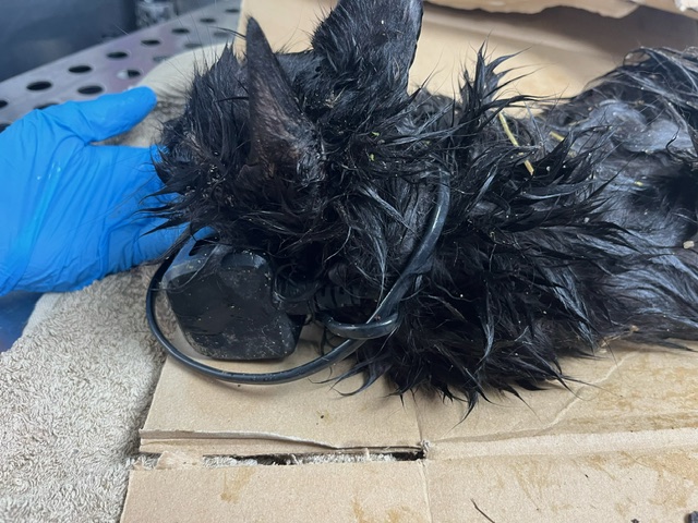 The cat was found alongside fly-tipped rubbish in Bats Lane, Dorchester. Pictures: RSPCA