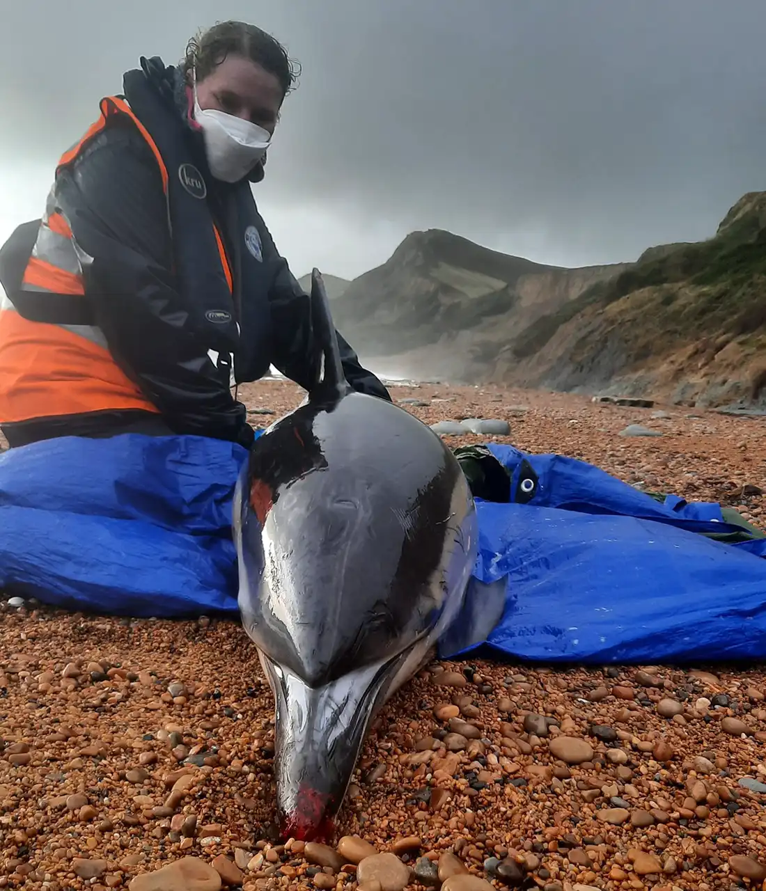 The dolphin was found on the Dorset coast, near Lyme Regis. Pictures: Chris Berry/BDMLR