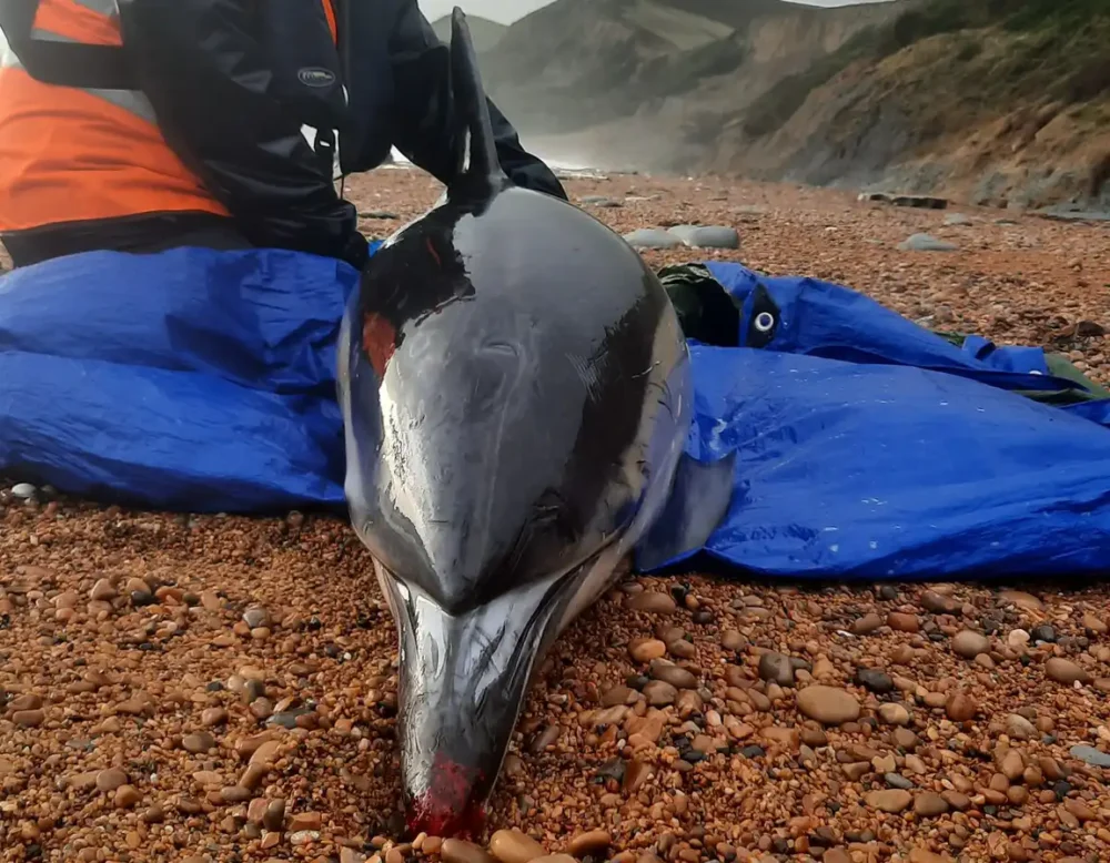 The dolphin was found on the Dorset coast, near Lyme Regis. Pictures: Chris Berry/BDMLR