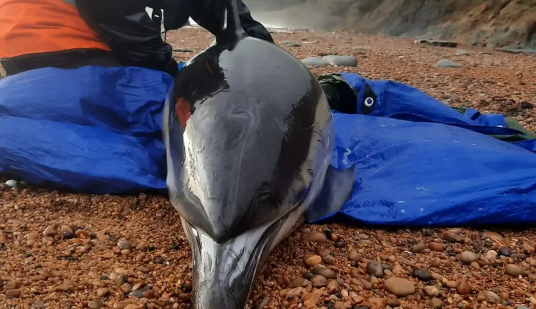 The dolphin was found on the Dorset coast, near Lyme Regis. Pictures: Chris Berry/BDMLR