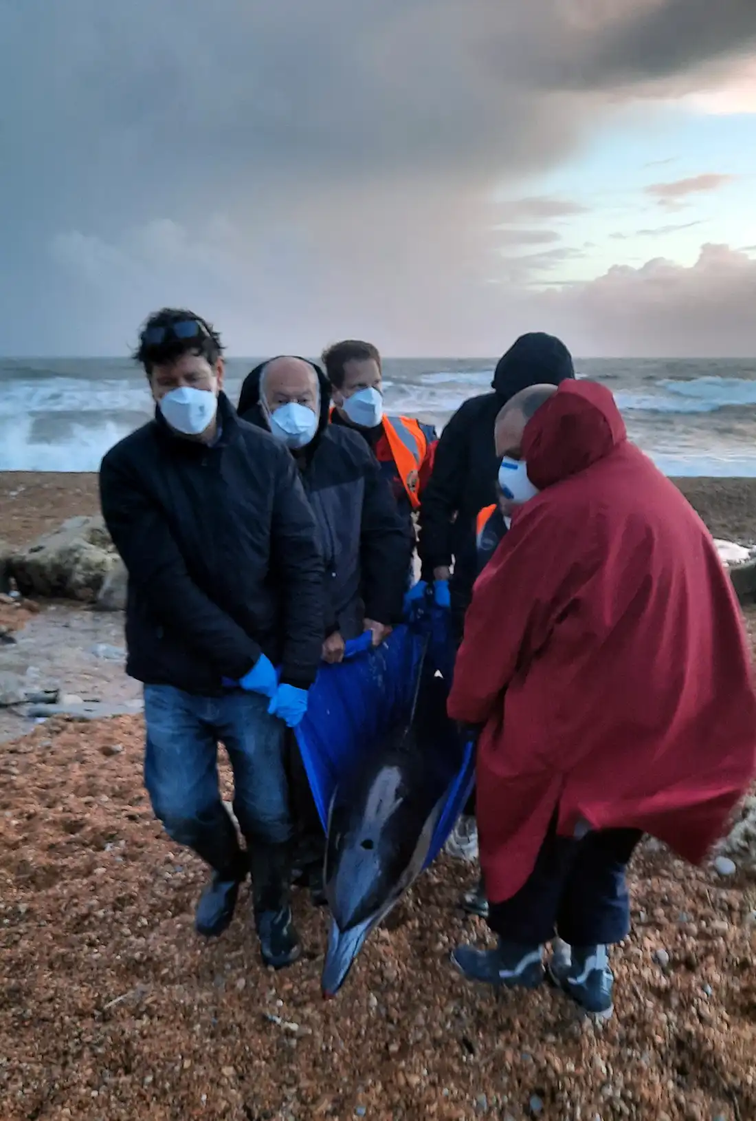 The dolphin was found on the Dorset coast, near Lyme Regis. Pictures: Chris Berry/BDMLR