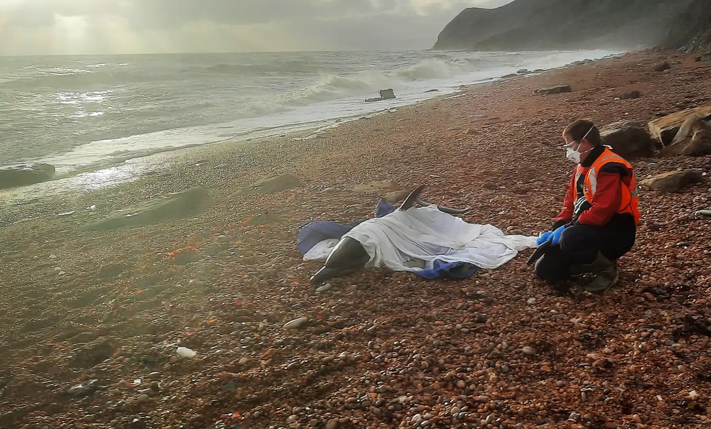 The dolphin was found on the Dorset coast, near Lyme Regis. Pictures: Chris Berry/BDMLR