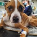 The RSPCA said reports of neglect are likely to increase over the Christmas period as people face financial hardships Picture: RSPCA