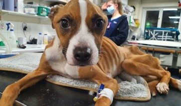 The RSPCA said reports of neglect are likely to increase over the Christmas period as people face financial hardships Picture: RSPCA