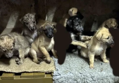 The Lurcher puppies were stolen from Shroton. Picture: Dorset Police