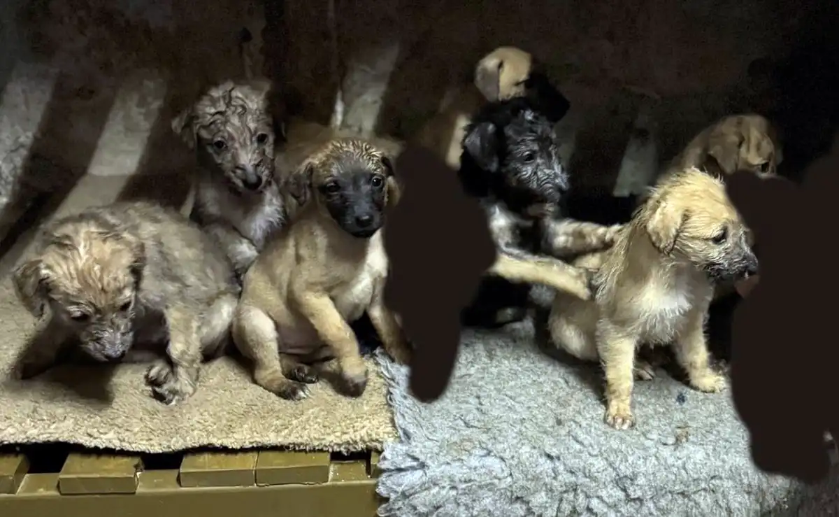 The Lurcher puppies were stolen from Shroton. Picture: Dorset Police