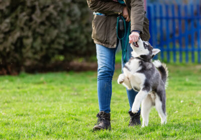 The secure field would provide a space for owners to let their dogs off-lead