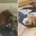 Puppies were found cramped in an area under the stairs Picture: Dorset Council