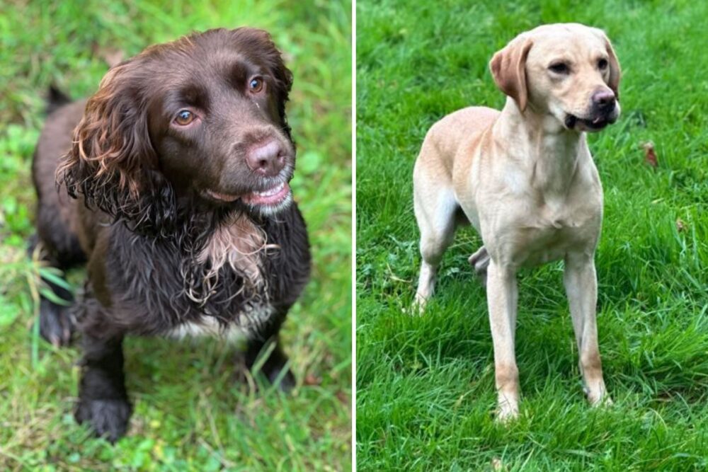 Wilma and Harrison are trained to detect digital devices we humans may miss... Picture: Dorset Police