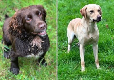 Wilma and Harrison are trained to detect digital devices we humans may miss... Picture: Dorset Police