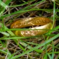 The ring was found in the Dorset countryside near Shillingstone. Picture: Hansons