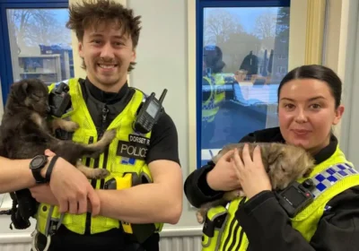 Officers with puppies recovered after the theft in the Shroton area. Picture: Dorset Police