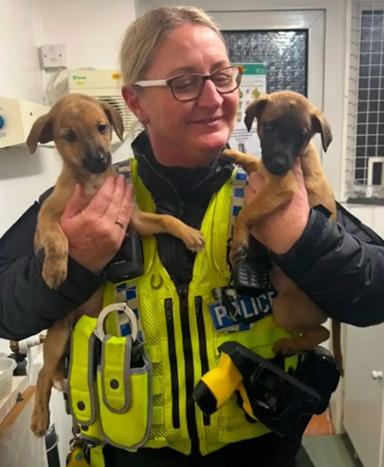 Two more of the Lurcher puppies have been recovered. Picture: Dorset Police