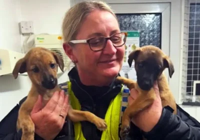 Two more of the Lurcher puppies have been recovered. Picture: Dorset Police