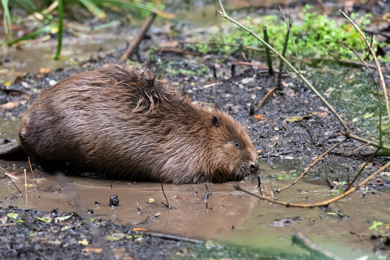 The beavers escaped during the bad weather before Christmas Picture: Sam Rose www.samrose.uk