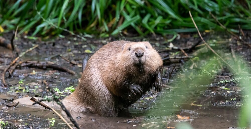 The public is asked to keep an eye out for signs of beaver activity, such as gnawed trees Picture: Sam Rose www.samrose.uk