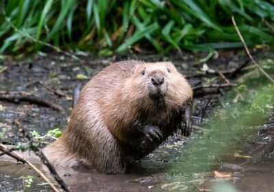 The public is asked to keep an eye out for signs of beaver activity, such as gnawed trees Picture: Sam Rose www.samrose.uk