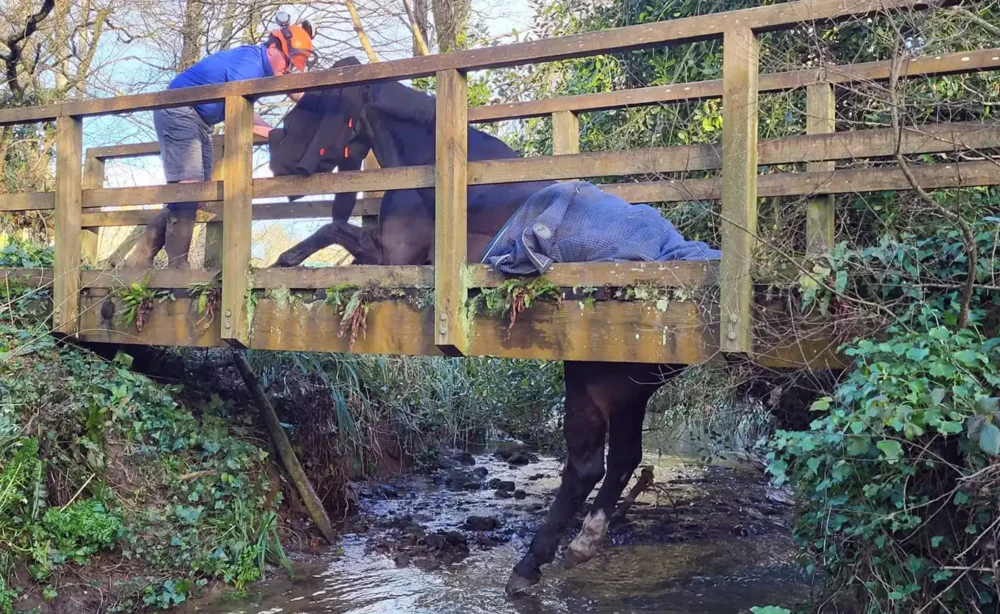The horse fell through the bridge in West Dorset. Pictures: DWFRS