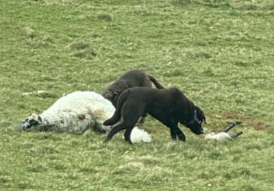 Police are urging people to keep their dogs on lead around livestock Picture: Ian Knight